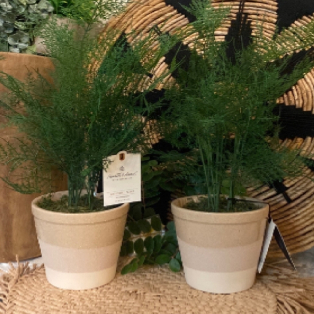 COPY - Hearth & Hand Artificial Plant-Asparagus Fern 2 PACK